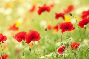 澳门开奖现场直播结果+开奖结果最近15期